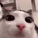 cat_plink