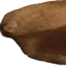 fatcat1 fatcat1