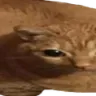 fatcat2 fatcat2