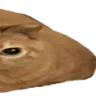 fatcat3 fatcat3