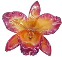 flower_5