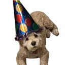 BuddyBirthdayBoy