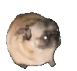 pugDance