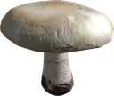 Champignon