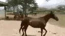 horsey