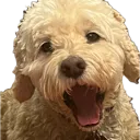 BuddyPog