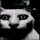 cat_shocked