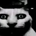 :cat_stare: