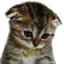 feelsbadcat