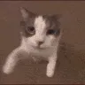 Cat_kiss