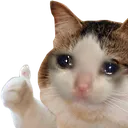 Cat_OK