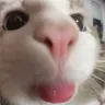 Cat_bleh