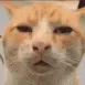Cat_wtf