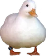 cute_duck