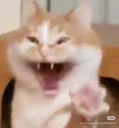 51_Weecat