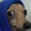 Dog_what