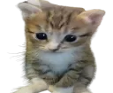 meow