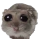 hamsiii Discord Emoji - ⸂𝕷⸃ LUST