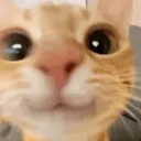 heybih