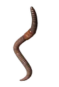 Earthworm