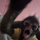 monkeyforramina