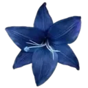 44_flower