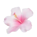 3_flower