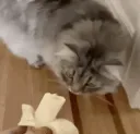 nobanana