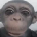 evilape