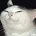 nani_cat01