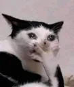nani_cat42065431