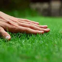 CB_grass