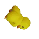 ducky135