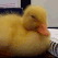 hw_ducksaysno