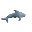 blahaj_spin