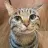 sillycat