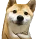 Dog_what