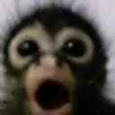 D_monkey