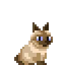siamese