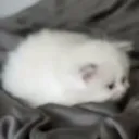 wiwiwiwiwiw