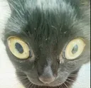 stare