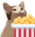 popcat