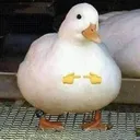 quack
