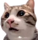 mrshockedcat
