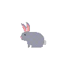 bunne