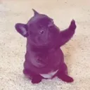 dab