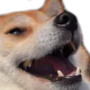 dogkek