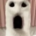 kittyfear