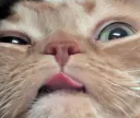 catuh