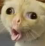 cat_ew Discord emoji